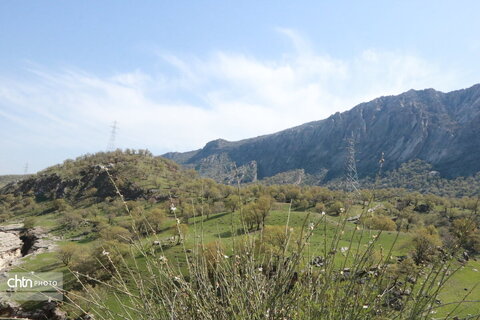 رازیانه