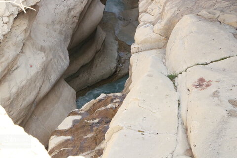 رازیانه