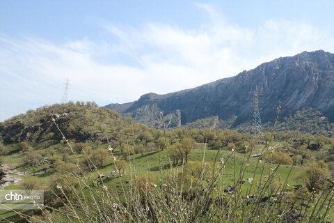 رازیانه
