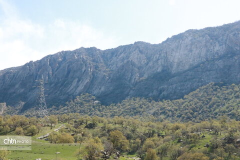 رازیانه