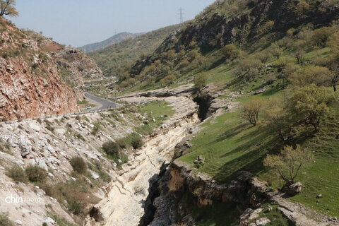 رازیانه
