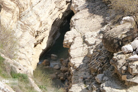 رازیانه