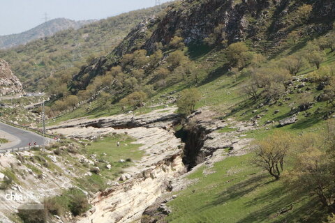 رازیانه