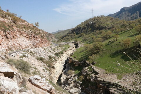 رازیانه