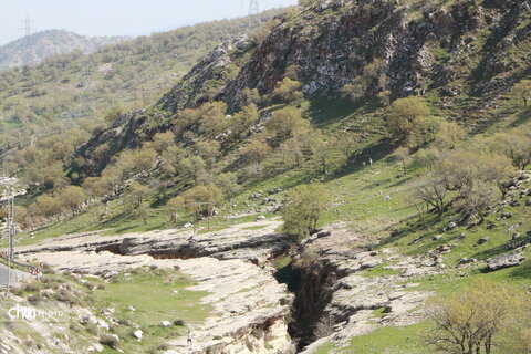 رازیانه