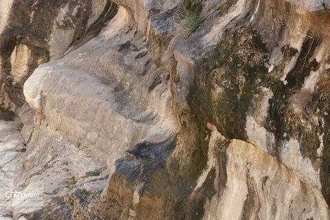 رازیانه