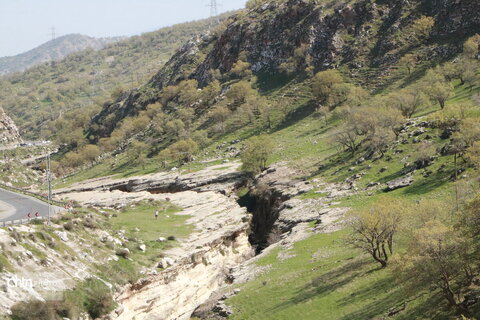 رازیانه