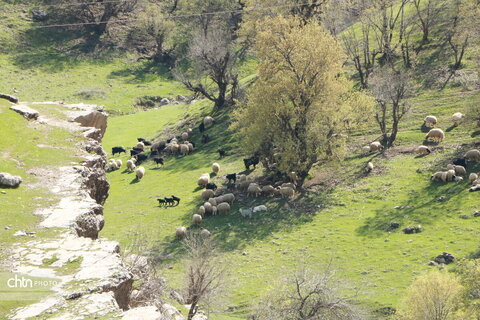 رازیانه