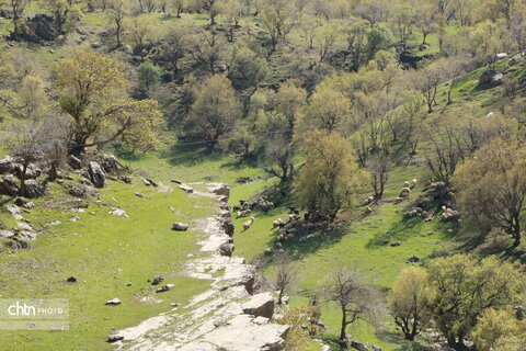 رازیانه