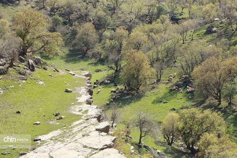 رازیانه