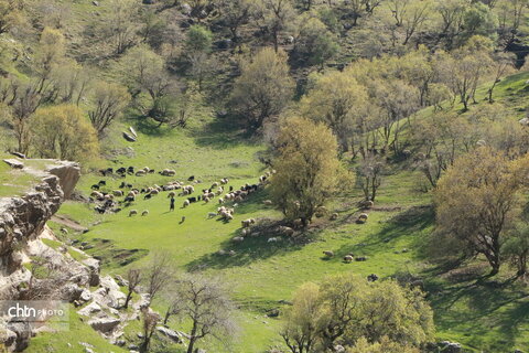 رازیانه