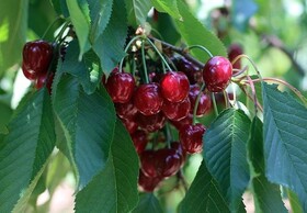 نخستین جشنواره گیلاس در روستای سایر شهرستان مینودشت