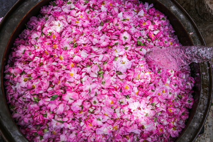 آرامگاه تاریخی چلبی اوغلو میزبان سومین جشنواره گل و گلاب