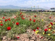 سرخی شقایق‌ها در کالپوش؛ بهشتی بهاری در شمال شاهرود