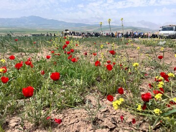 سرخی شقایق‌ها در کالپوش؛ بهشتی بهاری در شمال شاهرود