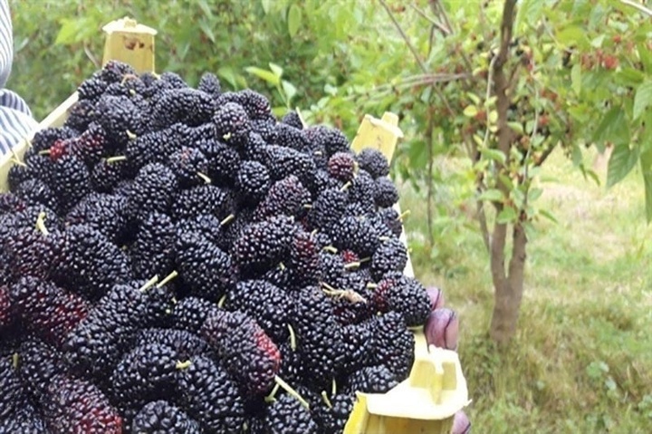 زنجان، سومین استان کشور در برگزاری رویدادهای گردشگری