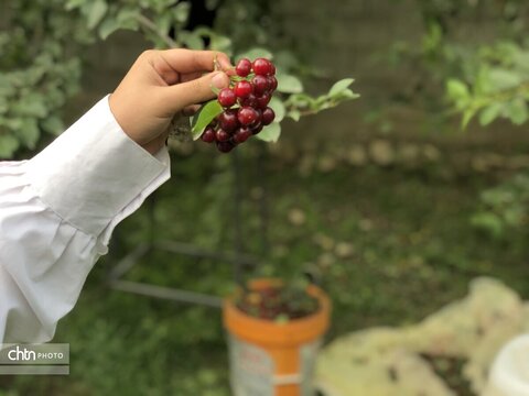 آلبالو