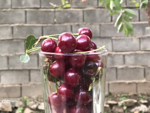 آلبالو