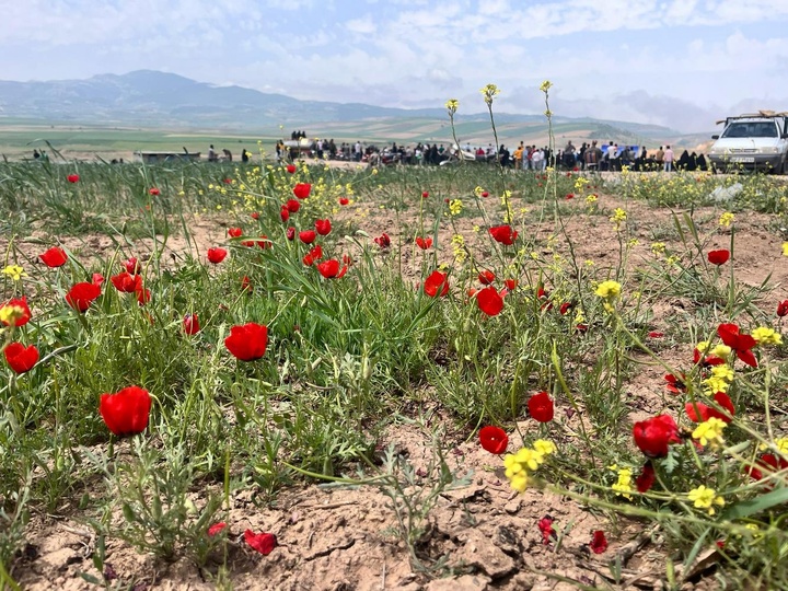 سرخی شقایق‌ها در کالپوش؛ بهشتی بهاری در شمال شاهرود