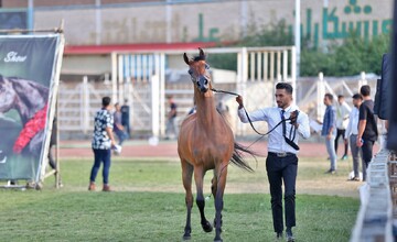 ثبت جشنواره «شو اسب سواری» سرعین در تقویم رویدادهای گردشگری کشور