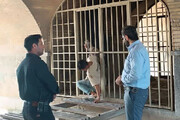 پاک‌سازی سی‌وسه پل اصفهان از کارتن خواب‌ها