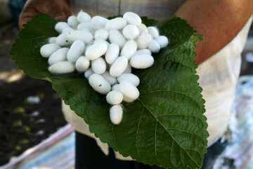 آمادگی کامل اداره‌کل تعاون گلستان برای حمایت از احیای صنعت ابریشم