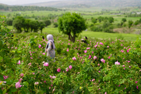 آیین گلاب‌گیری در روستای سیاحومه بانه