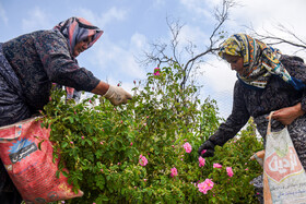 برداشت «گل محمدی» از مزارع خراسان‌شمالی