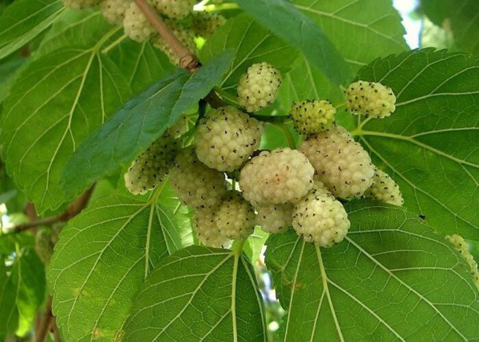 دومین جشنواره توت شهر شاندیز برگزار می شود