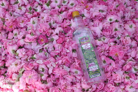 آیین گلاب‌گیری در روستای سیاحومه بانه