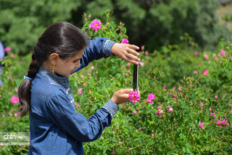 آیین گلاب‌گیری در روستای سیاحومه بانه