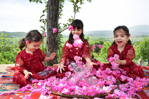 آیین گلاب‌گیری در روستای سیاحومه بانه