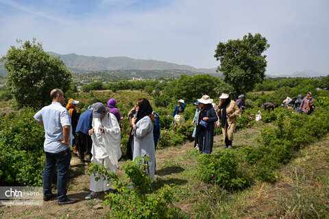 آیین گلاب‌گیری در روستای سیاحومه بانه