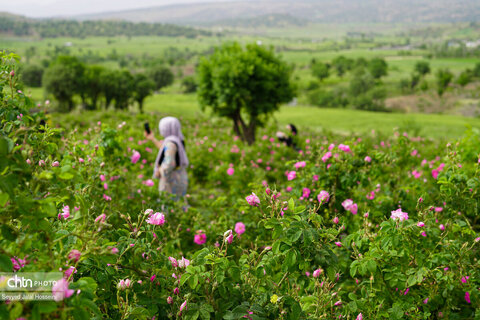 آیین گلاب‌گیری در روستای سیاحومه بانه