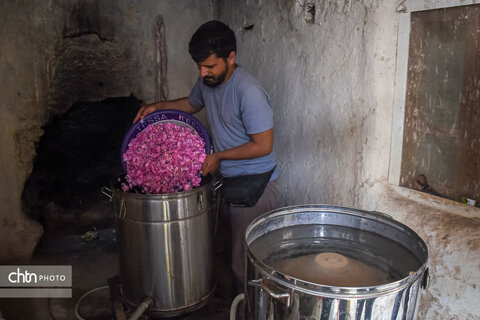 برداشت «گل محمدی» از مزارع خراسان‌شمالی
