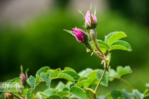 برداشت «گل محمدی» از مزارع خراسان‌شمالی