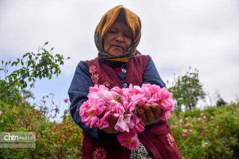 برداشت «گل محمدی» از مزارع خراسان‌شمالی