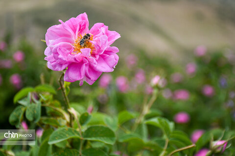 برداشت «گل محمدی» از مزارع خراسان‌شمالی