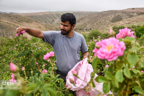 برداشت «گل محمدی» از مزارع خراسان‌شمالی