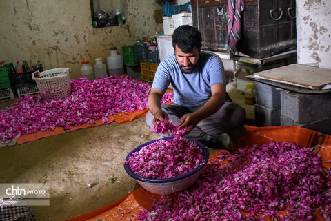 برداشت «گل محمدی» از مزارع خراسان‌شمالی