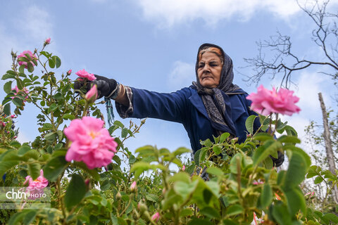 برداشت «گل محمدی» از مزارع خراسان‌شمالی