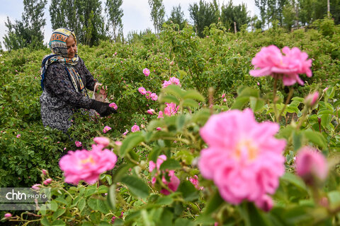 برداشت «گل محمدی» از مزارع خراسان‌شمالی