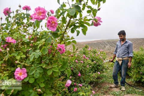 برداشت «گل محمدی» از مزارع خراسان‌شمالی