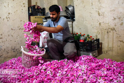 برداشت «گل محمدی» از مزارع خراسان‌شمالی