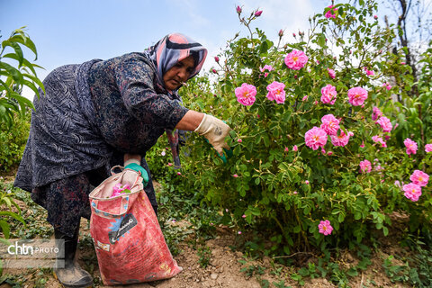 برداشت «گل محمدی» از مزارع خراسان‌شمالی
