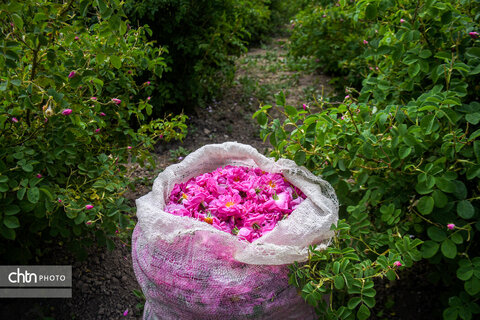 برداشت «گل محمدی» از مزارع خراسان‌شمالی