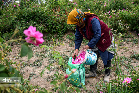 برداشت «گل محمدی» از مزارع خراسان‌شمالی