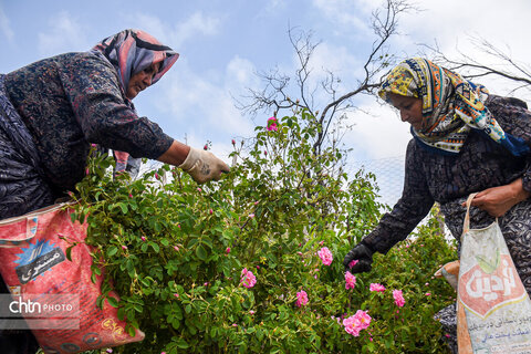 برداشت «گل محمدی» از مزارع خراسان‌شمالی