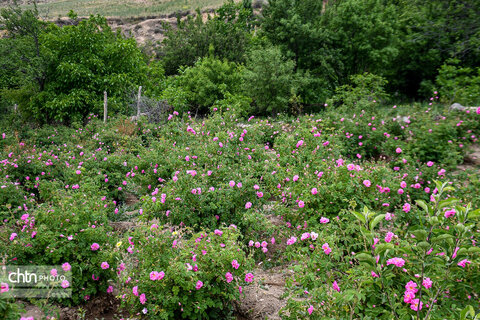 برداشت «گل محمدی» از مزارع خراسان‌شمالی