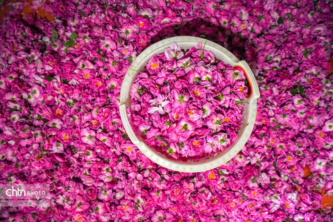 برداشت «گل محمدی» از مزارع خراسان‌شمالی